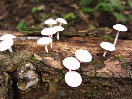 2011-9-29春香山アート 051.jpg